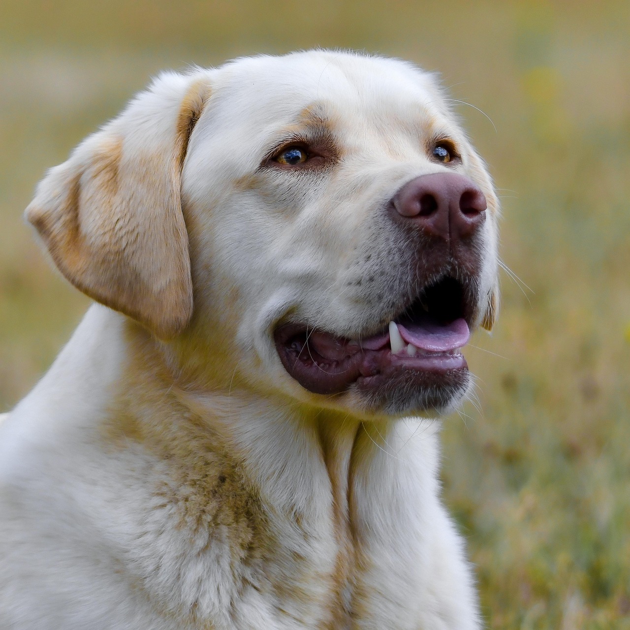 dog, labrador, nature, eyes, mammal, animal, pet, portrait-8577552.jpg